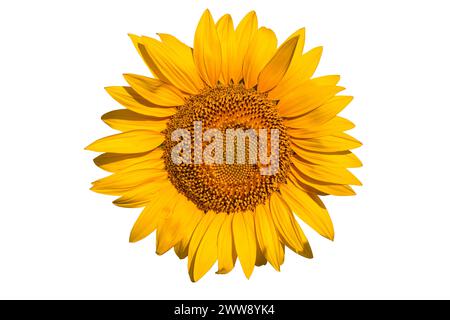 Allein in Brilliance: Sonnenblume gegen weiß Stockfoto