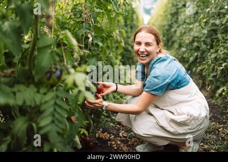 Nahaufnahme einer jungen, attraktiven Farmerin, die die Reifen Früchte schwarzer Tomaten überprüft. Eine lächelnde, charmante Frau in lässiger Kleidung arbeitet auf einem Bauernhof Stockfoto