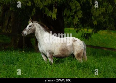 Diese atemberaubende Stute heißt Aloha. Sie ist ein auffälliges Pony, sowohl klug als auch erstaunlich. Hier genießt sie die Zeit auf dem Feld. Stockfoto