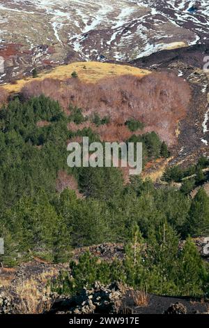 Laub- und immergrüne Mischhölzer im Ätna Park, Sizilien, Italien Stockfoto