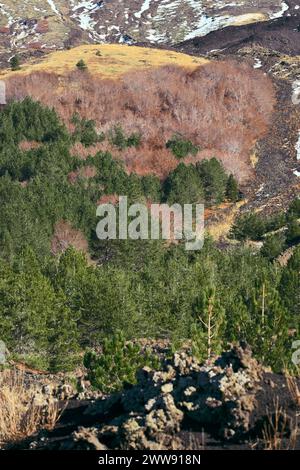 Laub- und immergrüne Mischhölzer im Ätna Park, Sizilien, Italien Stockfoto