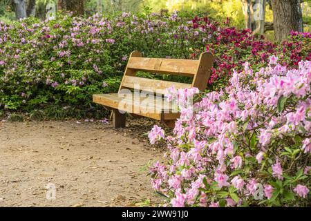 Holzbank zwischen blühenden Azaleen im Washington Oaks Gardens State Park in Palm Coast, Florida. (USA) Stockfoto