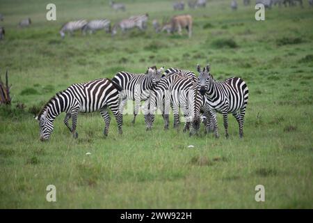 Eine kleine Herde gemeiner oder ebener Zebras (Equus quagga). Einer wacht, während die meisten anderen grasen Stockfoto