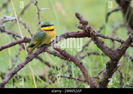 Kleine Bienenfresser (Merops percivali) Stockfoto