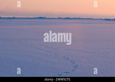 Eisbärenspuren Seascape von rauem Packeis über dem Chukchi-Meer im Frühling, vor der Küste des arktischen Dorfes Utqiagvik, arktisches Alaska Stockfoto