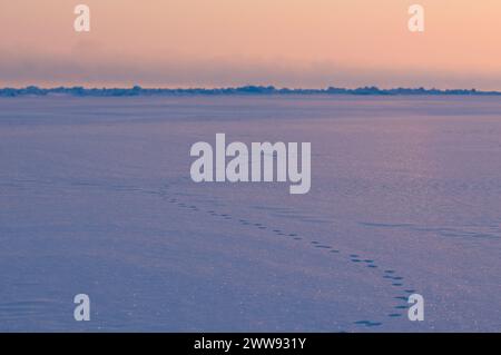 Eisbärenspuren Seascape von rauem Packeis über dem Chukchi-Meer im Frühling, vor der Küste des arktischen Dorfes Utqiagvik, arktisches Alaska Stockfoto