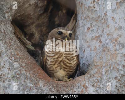 Weißbraueneule, Athene superciliaris, Zombitse-Vohibasia Nationalpark, Madagaskar Stockfoto