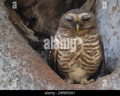 Weißbraueneule, Athene superciliaris, Zombitse-Vohibasia Nationalpark, Madagaskar Stockfoto