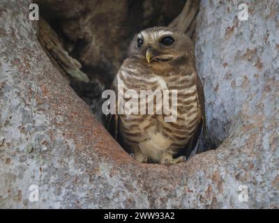 Weißbraueneule, Athene superciliaris, Zombitse-Vohibasia Nationalpark, Madagaskar Stockfoto