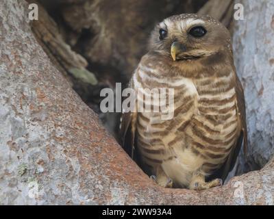 Weißbraueneule, Athene superciliaris, Zombitse-Vohibasia Nationalpark, Madagaskar Stockfoto