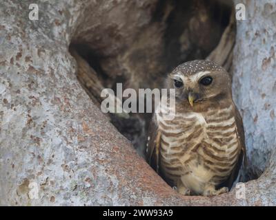 Weißbraueneule, Athene superciliaris, Zombitse-Vohibasia Nationalpark, Madagaskar Stockfoto