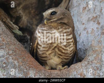 Weißbraueneule, Athene superciliaris, Zombitse-Vohibasia Nationalpark, Madagaskar Stockfoto