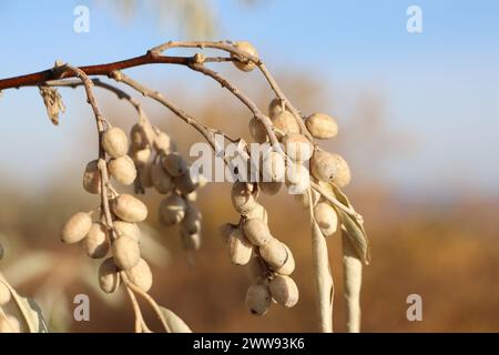 Zweig mit weißen Beeren Nahaufnahme von Elaeagnus commutata Elaeagnus Stockfoto