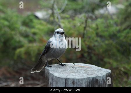 Canada Jay (Perisoreus canadensis) Vogel auf einem Stumpf im Yellowstone National Park, Wyoming Stockfoto