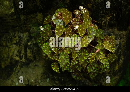 Eine in Mexiko heimische Wimpernbegonia Pflanze wächst gut bei indirektem Licht. Stockfoto