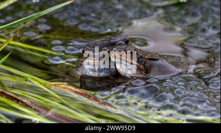 Zwei europäische gemeine Braunfrösche (Rana temporaria) auf Anglerlau im Teich während der Laichzeit im Frühjahr Stockfoto