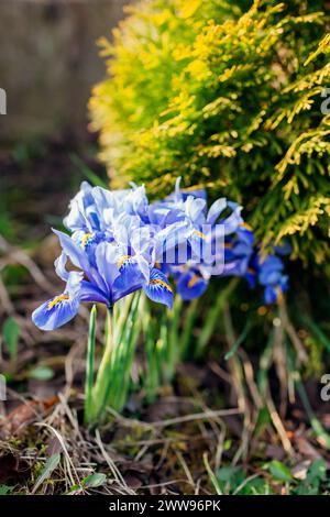 Blaue Mini-Iris blühen im Frühlingsgarten an sonnigen Tagen. Eine Gruppe von Zwergblüten wächst durch immergrüne gelbe Thuja. Nahaufnahme Stockfoto
