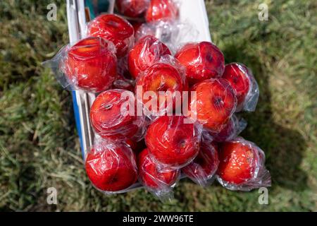 Schöne Erinnerungen. Rote Äpfel mit Zucker überzogen, in Folie verpackt. Süßes Kind von mir. Grasfläche. Stockfoto