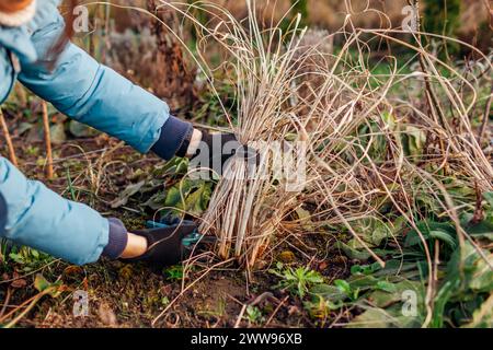 Das Abschneiden von Ziergräsern im Frühlingsgarten. Gärtner, der Pennisetum mit Secateur beschneidet. Arbeiter, der sich um Brunnengras kümmert Stockfoto