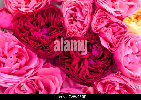 Nahaufnahme von rosa magentafarbenen englischen Rosen Blumenköpfen angeordnet in floralem Hintergrund. Draufsicht auf die Blüten. Flache Lagen Stockfoto
