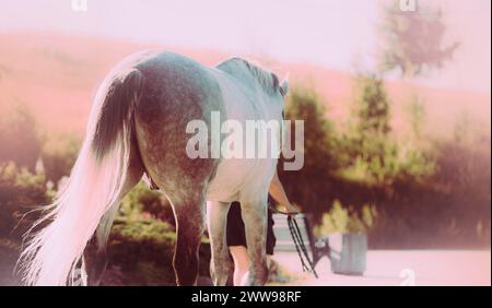 Ein Pferdezüchter führt ein graues Pferd an einem hellen, nebeligen und sonnigen Morgen im Sommer, mit dem hellen rosa Licht der Morgendämmerung. Stockfoto