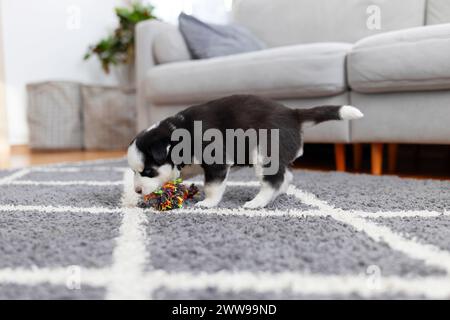 Verspieltes Hündchen-Kauspielzeug auf Teppich Stockfoto