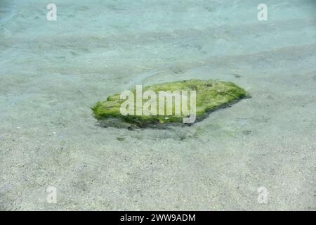 Boulder bedeckt von schiefem Wasser, das mit grünen Algen und Algen bedeckt ist. Stockfoto