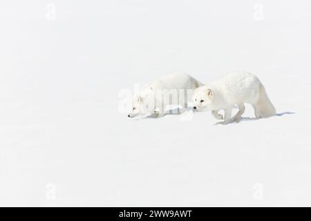 Polarfuchs Vulpes lagopus, 2 Erwachsene, die im Schnee laufen Stockfoto