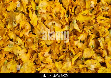 Häufige Maulein-Heilkräuter. Getrocknete Blüten von Wollmaulein. Hintergrund trockener verbascum thapsus-Heilpflanzen. Alternative pflanzliche Medizin. Stockfoto