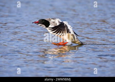 Männlicher Gänsehahn landet auf dem Wasser Stockfoto