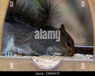 Graues Eichhörnchen, das von einem Gartenvogeltisch ernährt wird Stockfoto