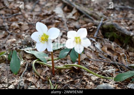 Weihnachtsrose oder Schwarzer Helleborus niger zwischen den Blättern des Unterholzes Stockfoto