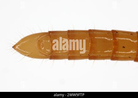 Wireworm Agriotes sp a Click-Käfer-Larve. Wirewürmer sind wichtige Schädlinge, die sich von Pflanzenwurzeln ernähren. Ansicht von unten, Rückseite des Körpers. Stockfoto