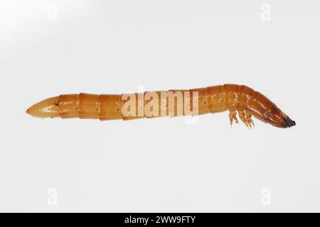 Wireworm Agriotes sp a Click-Käfer-Larve. Wirewürmer sind wichtige Schädlinge, die sich von Pflanzenwurzeln ernähren. Seitenansicht. Stockfoto