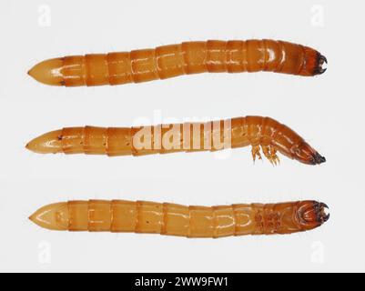 Wireworm Agriotes sp a Click-Käfer-Larve. Wirewürmer sind wichtige Schädlinge, die sich von Pflanzenwurzeln ernähren. Ansicht von verschiedenen Seiten. Stockfoto