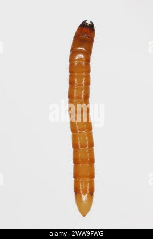 Wireworm Agriotes sp a Click-Käfer-Larve. Wirewürmer sind wichtige Schädlinge, die sich von Pflanzenwurzeln ernähren. Ansicht von oben. Stockfoto