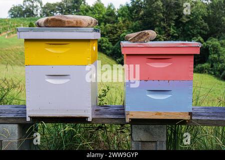 Bunte Bienenstöcke auf einer Holzbank Stockfoto