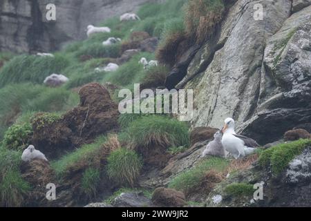 Neuseeland, Subantarktische Inseln, Campbell Island. Campbell albatros (Thalassarche impavida) oder Campbell mollymawk, Küken in Kolonie. Unterart von Stockfoto