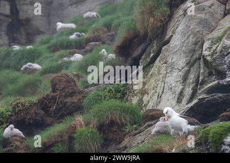 Neuseeland, Subantarktische Inseln, Campbell Island. Campbell albatros (Thalassarche impavida) oder Campbell mollymawk, Küken in Kolonie. Unterart von Stockfoto