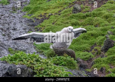 Neuseeland, Subantarktische Inseln, Campbell Island. Campbell albatros (Thalassarche impavida) oder Campbell mollymawk, Küken in Kolonie. Unterart von Stockfoto