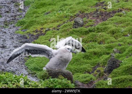 Neuseeland, Subantarktische Inseln, Campbell Island. Campbell albatros (Thalassarche impavida) oder Campbell mollymawk, Küken in Kolonie. Unterart von Stockfoto