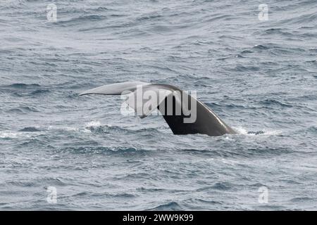 Neuseeland, Subantarktische Inseln. Vor der Küste von Campbell Island, südlicher Glattwal, Schwanz. Stockfoto