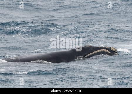 Neuseeland, Subantarktische Inseln. Vor der Küste von Campbell Island, Südliche Glattwale. Stockfoto