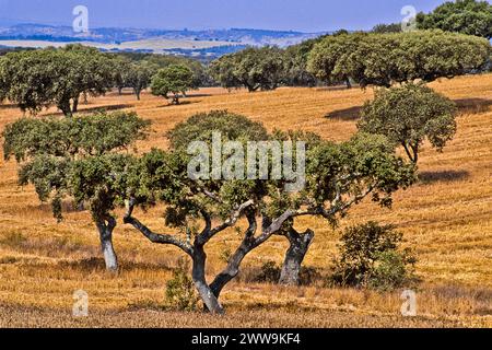 Die Korkeiche (Quercus suber L.) wächst in Zentral- und Südportugal, wo die Hälfte des Korks produziert wird, der jährlich in der Region Alentejo geerntet wird Stockfoto