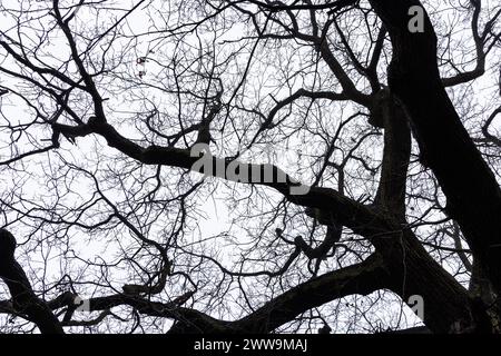 Stamm und Äste eines Baumes, bedeckt mit Moos, ohne Blätter vor grauem Himmel. Stockfoto