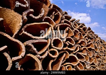 Die Korkeiche (Quercus suber L.) wächst in Zentral- und Südportugal, wo die Hälfte des Korks produziert wird, der jährlich in der Region Alentejo geerntet wird Stockfoto