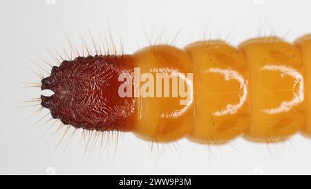 Wireworm, Larve von Mouse Grey Click Beetle (Agrypnus murinus), Elateridae. Wirewürmer sind wichtige Schädlinge. Das charakteristische Ende des Larvenkörpers. Stockfoto