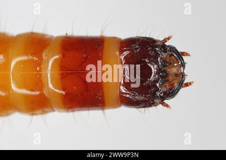 Wireworm, Larve von Mouse Grey Click Beetle (Agrypnus murinus), Elateridae. Wirewürmer sind wichtige Schädlinge, die sich von Pflanzenwurzeln ernähren. Kopf. Stockfoto