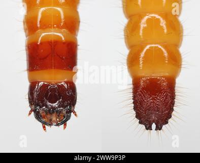 Wireworm, Larve von Mouse Grey Click Beetle (Agrypnus murinus), Elateridae. Wirewürmer sind wichtige Schädlinge. Nahaufnahme beider Enden des Larvenkörpers. Stockfoto