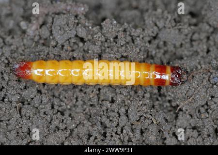 Wireworm, Larve von Mouse Grey Click Beetle (Agrypnus murinus), Elateridae. Wirewürmer sind wichtige Schädlinge, die sich von Pflanzenwurzeln ernähren. Insekten auf der Soi Stockfoto